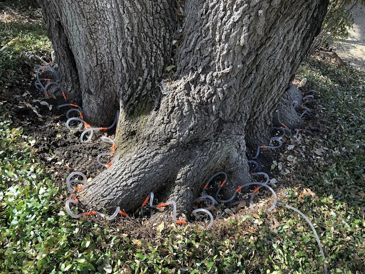 Detailed Tree Cabling and Bracing job site in Saint Joseph